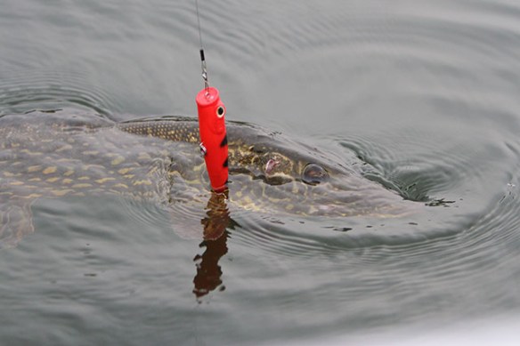 Kluane 2013 sel 008.jpgcrp.jpg blog