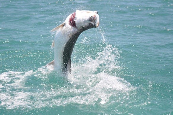 Tarpon leap in Florida