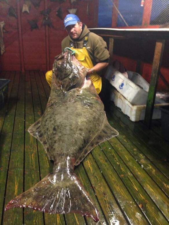 Big halibut caught in Norway
