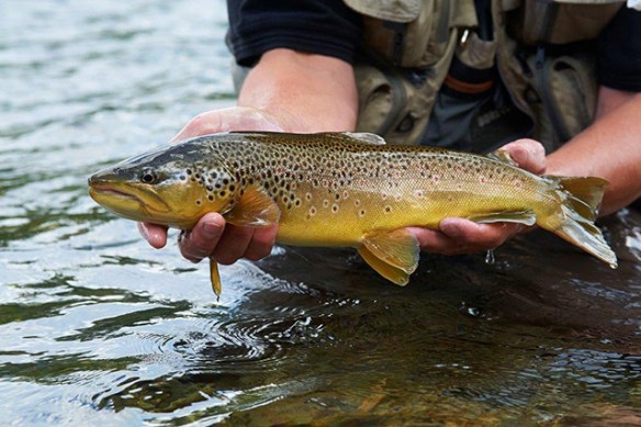 wild trout catch in Hemsedal waters