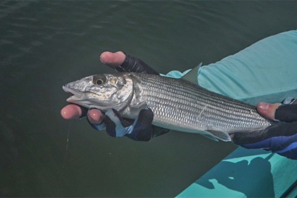 Belize-bonefish-DL