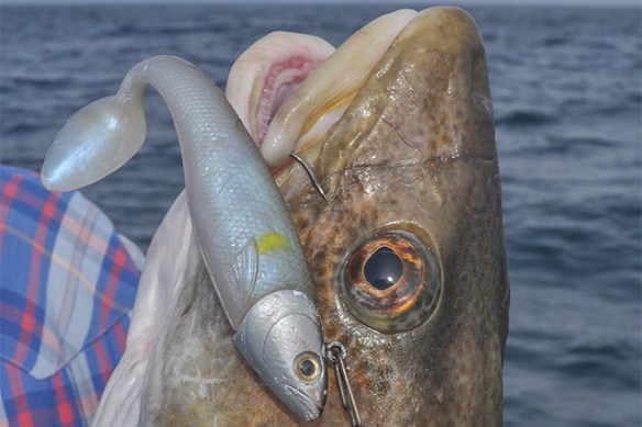 120gram-shad-Torsvag