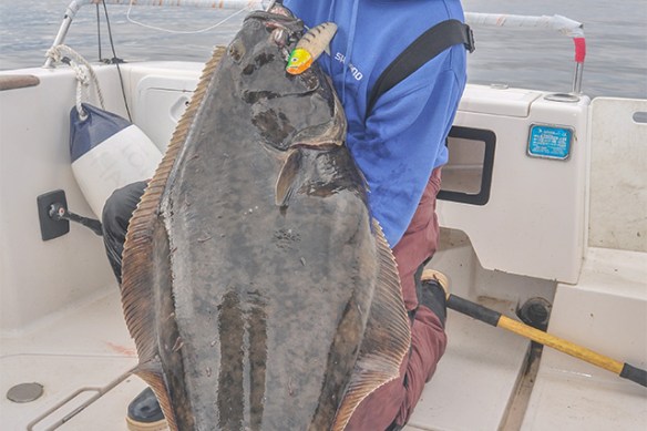 Big-Shad.Halibut